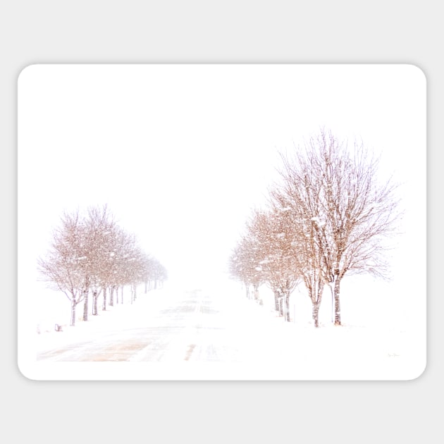 Trees in a Winter Storm Sticker by BrianPShaw